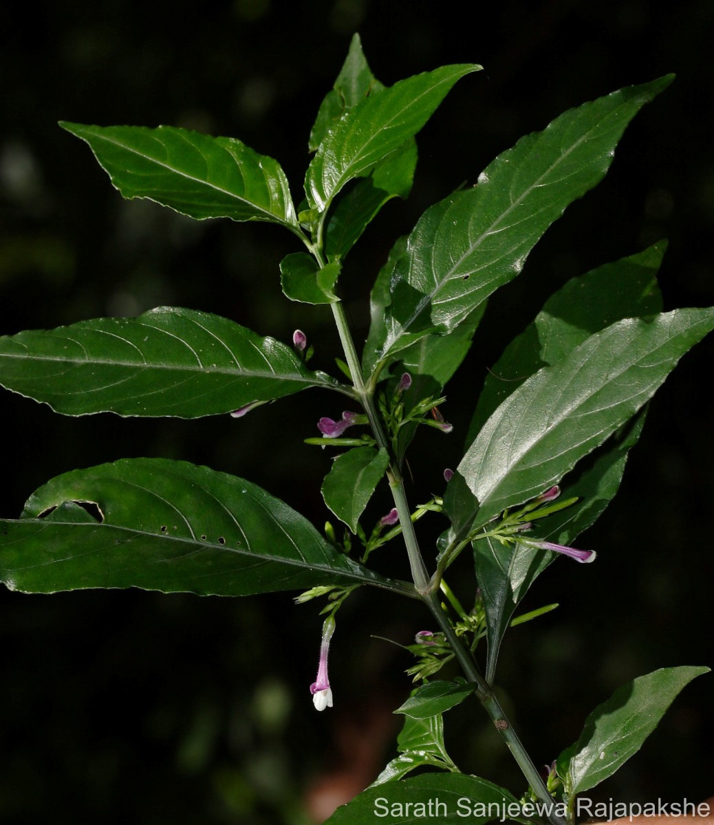 Gymnostachyum sanguinolentum (Nees) T.Anderson